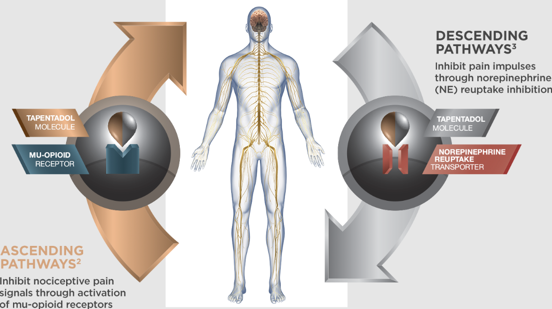 Top Benefits of Tapentadol for Diabetic Neuropathy Pain